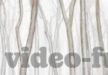 果冻传媒md0044林予曦-探索果冻传媒MD0044——林予曦的多元魅力